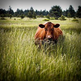 Wide grazer by Steve Outing - Animals Other Mammals