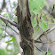 Tent Caterpillar