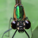 Damselfly