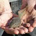 River Swamp Frog Tadpole