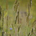Crested Wheatgrass