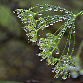 Zeleno by Jelena Puškarić - Nature Up Close Natural Waterdrops