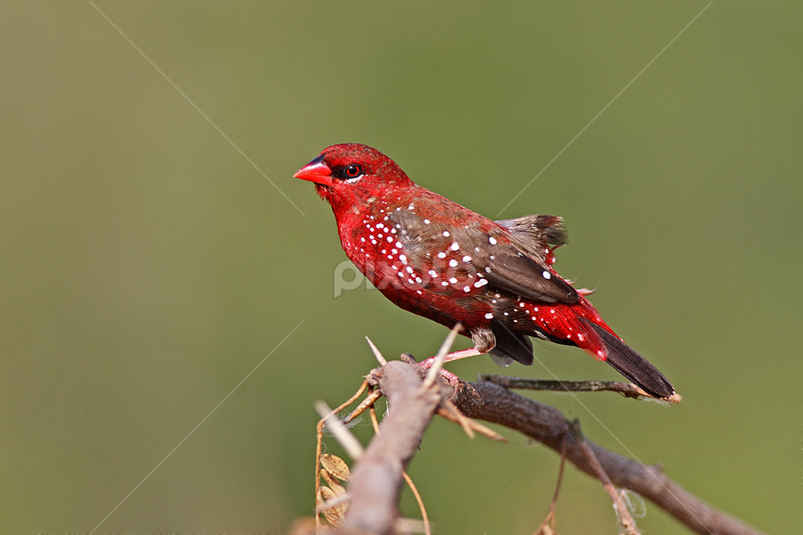 Red Avadavat by Devki Nandan - Animals Birds