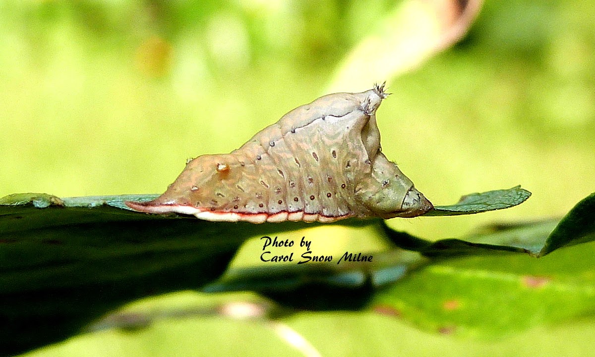 Smaller Parasa Moth Caterpillar