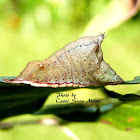 Smaller Parasa Moth Caterpillar