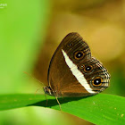 Smooth-eyed bushbrown