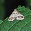 Dark-Banded Owlet Moth