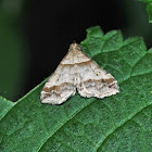 Dark-Banded Owlet Moth
