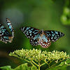 Dark Blue Tiger Butterflies