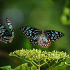 Dark Blue Tiger Butterflies