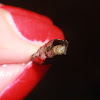 Caddisfly larva