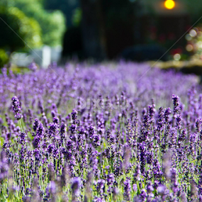 by Don Saddler - Flowers Flower Gardens