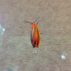 Scarlet-winged Lichen Moth