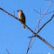 Cedar Waxwing