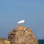 Garceta común. Little Egret