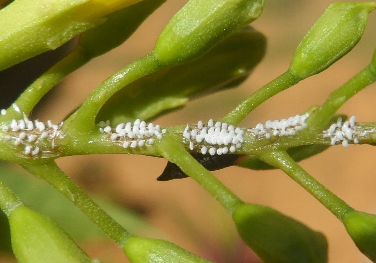 Thorn treehopper - eggs