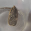 Parsnip moth