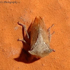 Treehopper