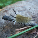 Banded Tussock Moth caterpillar