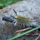 Banded Tussock Moth caterpillar