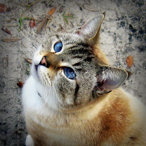 Ceasar by Dianne Stephens-Miller - Animals - Cats Portraits