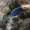 Powder-blue Surgeon Fish