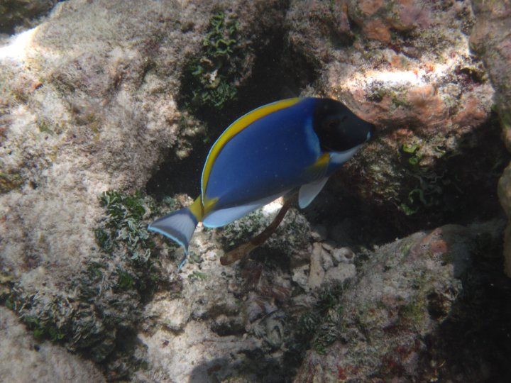 Powder-blue Surgeon Fish