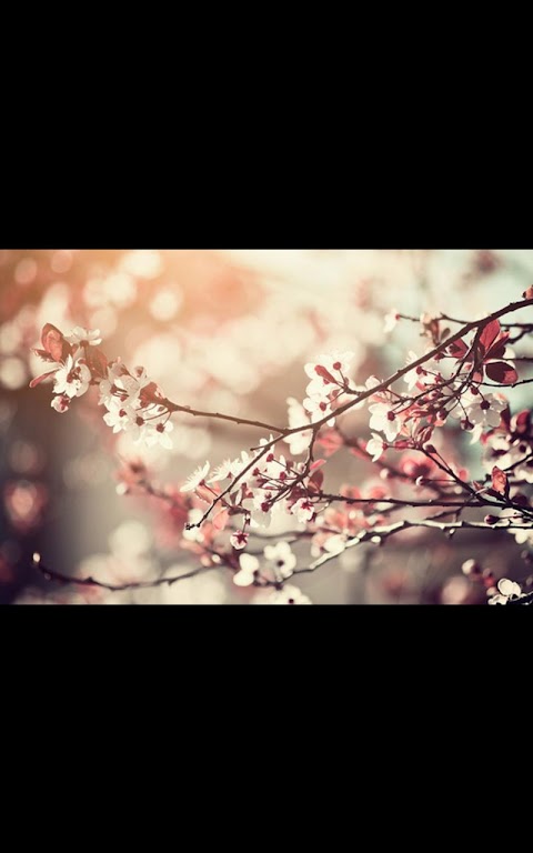 My HD Photos Spring Flower LWPのおすすめ画像1