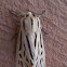Ornate Tiger Moth