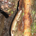 Murray's skink