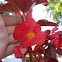 Red Wax Begonia (Βιγκόνια)