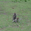 Monyet Ekor Panjang