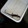 Spotted salamander 
