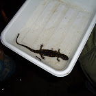 Spotted salamander 