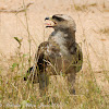 Tawny Eagle