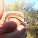 Western hooded scaly-foot