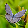 Tailed Cupid Butterfly