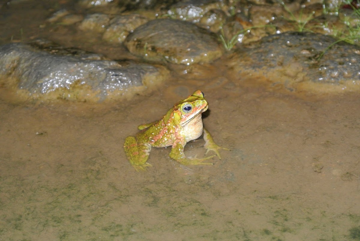 Evergreen Toad