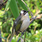 Light-vented Bulbul