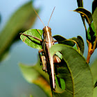 Bird Grasshopper