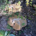 Unknown Fungi