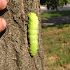 Giant Silk Moth caterpillar