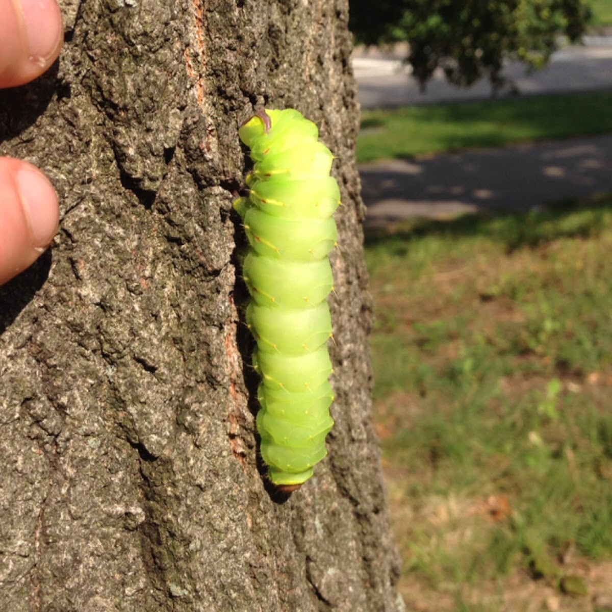 Giant Silk Moth caterpillar