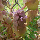 Purple Deadnettle