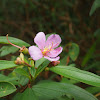 Senduduk / Straits rhododendron