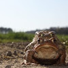 Common Toad couple