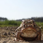Common Toad couple