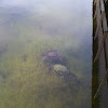 Florida Softshell Turtle; Common Snapping Turtle
