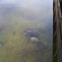 Florida Softshell Turtle; Common Snapping Turtle
