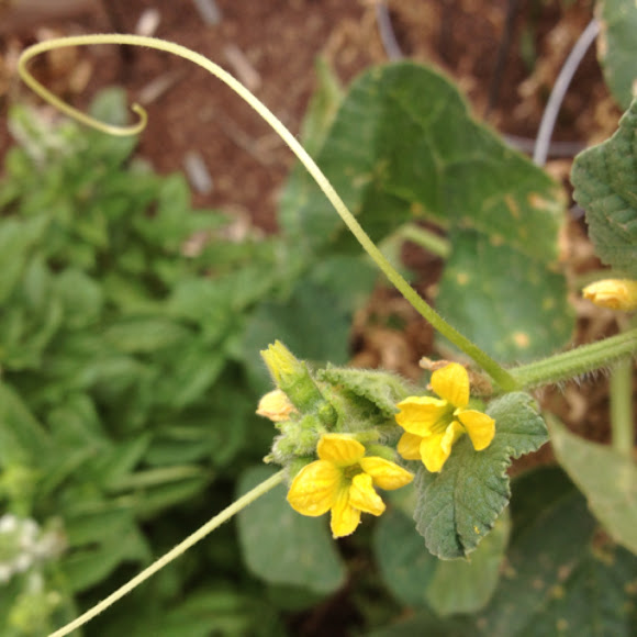 Cantaloupe flowers Project Noah